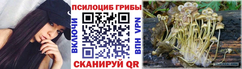 Псилоцибиновые грибы Psilocybine cubensis  KRAKEN как зайти  Углич 